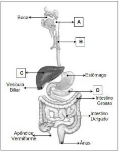 Exercicios De Sistema Digestório Com Gabaritos