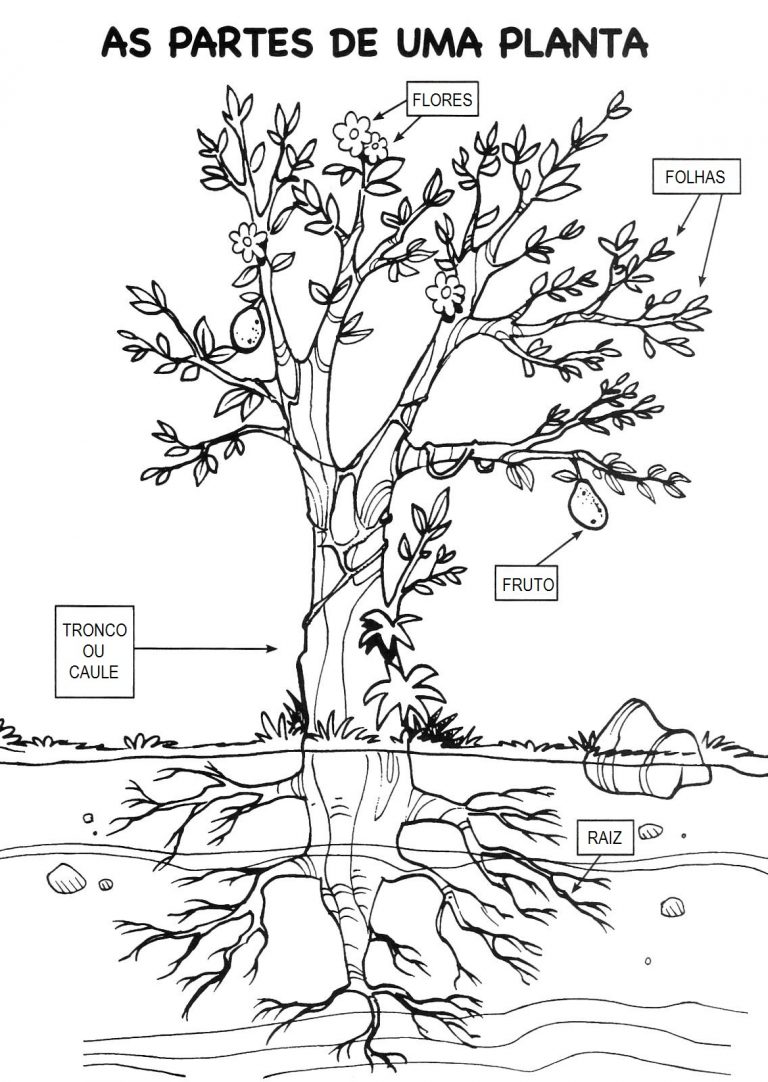 Atividades Sobre As Partes Das Plantas