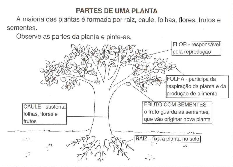 Atividades Sobre As Partes Das Plantas